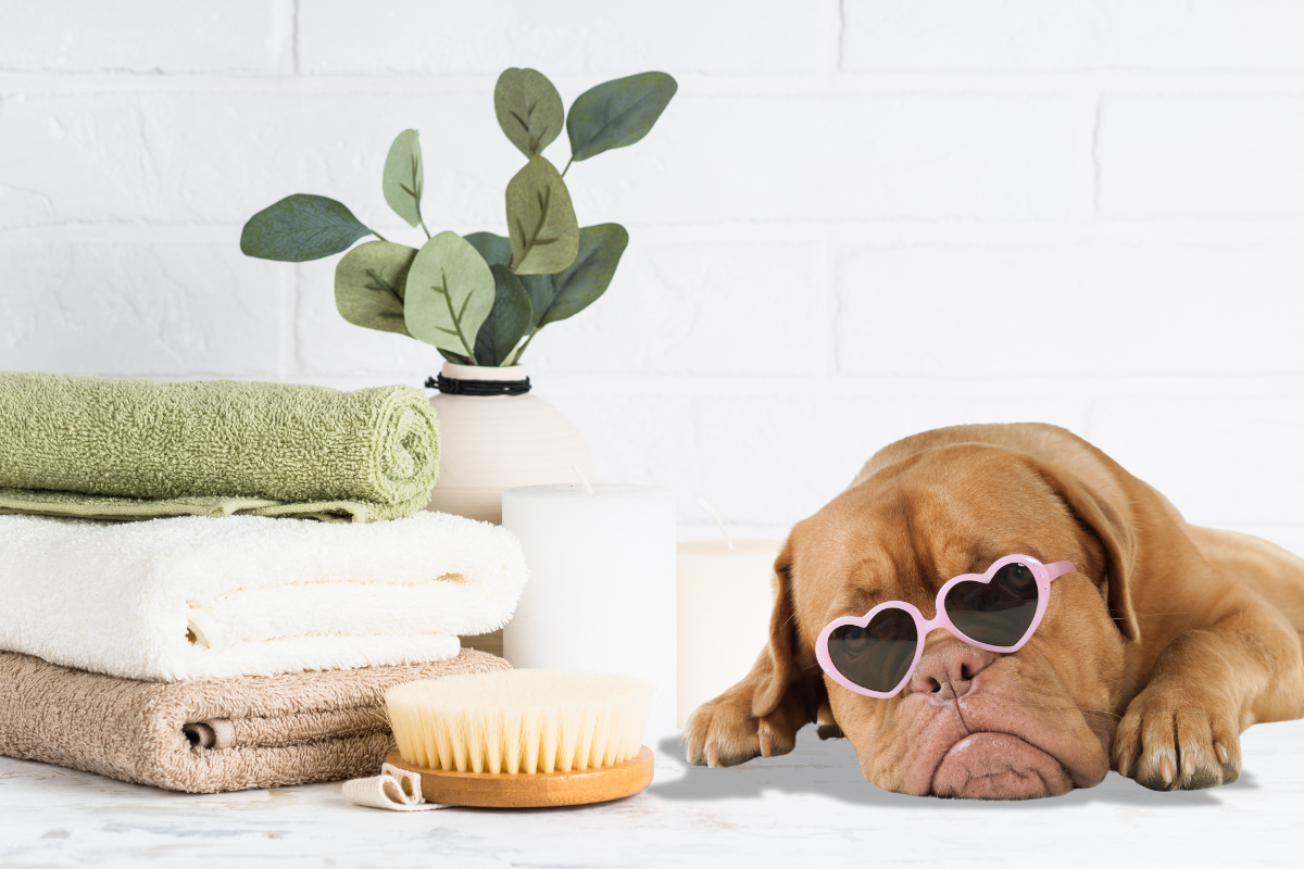 Chien allongé avec lunettes roses à côté de serviettes, d'une brosse et d'accessoires de bien-être."
