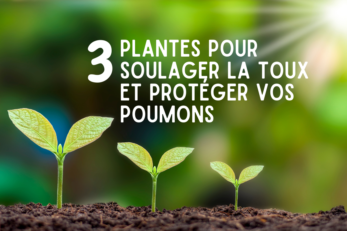 Photo de plante qui offre la possibilité de soulager une toux qui persiste