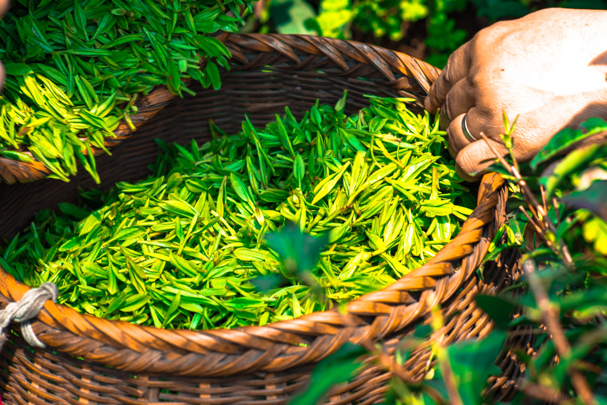 Feuilles fraîches dans un panier, symbolisant des traitements naturels contre les migraines